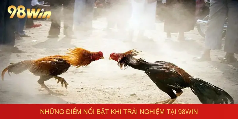 Đa dạng các thể loại cược tại đấu trường Long An