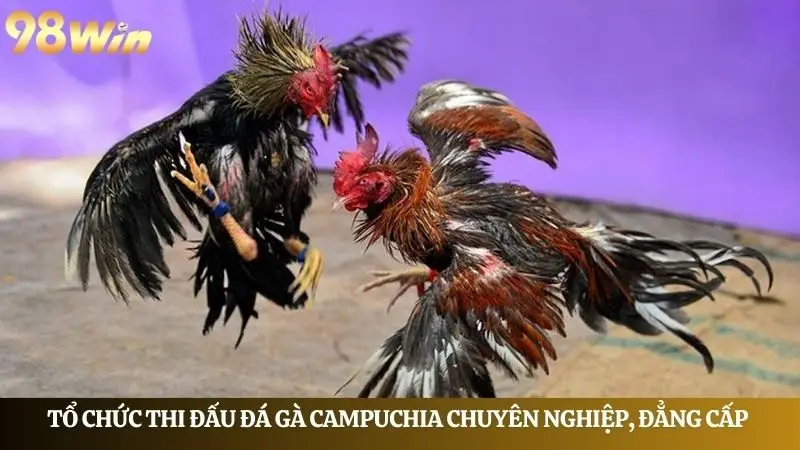 Quy trình tổ chức thi đấu đá gà Cam chuyên nghiệp, đẳng cấp 