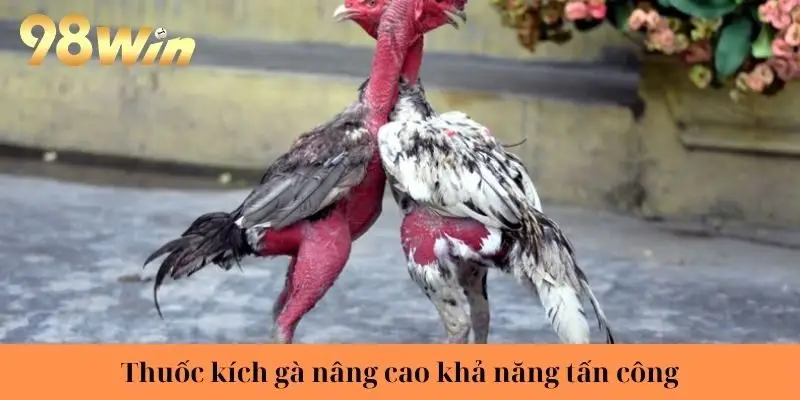 Thuốc kích gà nâng cao khả năng tấn công