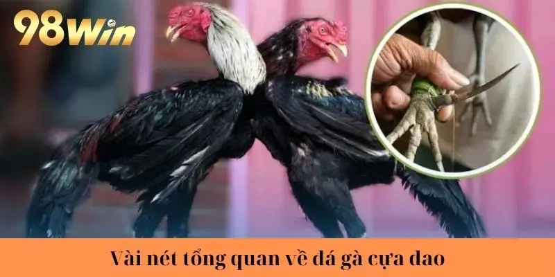 Vài nét tổng quan về đá gà cựa dao